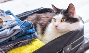 Подорожі з кішкою: поради для безпечних та приємних поїздок