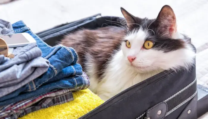 Подорожі з кішкою: поради для безпечних та приємних поїздок