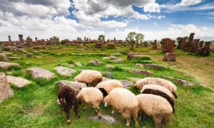 Hot Sheep Shearing Festival 2024, Armenia