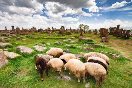Фестиваль стрижки овец, Хот Армения