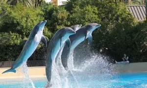 Swimming with Dolphins in Jamaica: All-Inclusive Tour 2023
