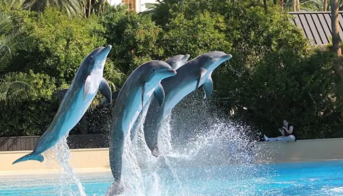Swimming with Dolphins in Jamaica: All-Inclusive Tour 2023