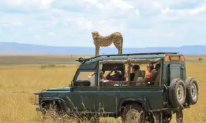 Ensuring Safety on an African Safari