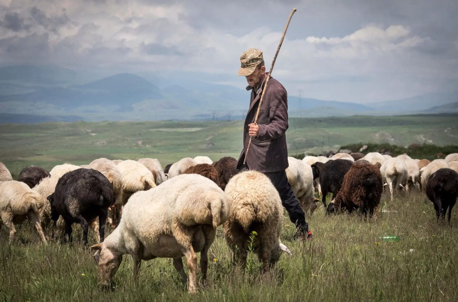 Areni, Armenia: An Armenian shepherd herding sheep in the countryside