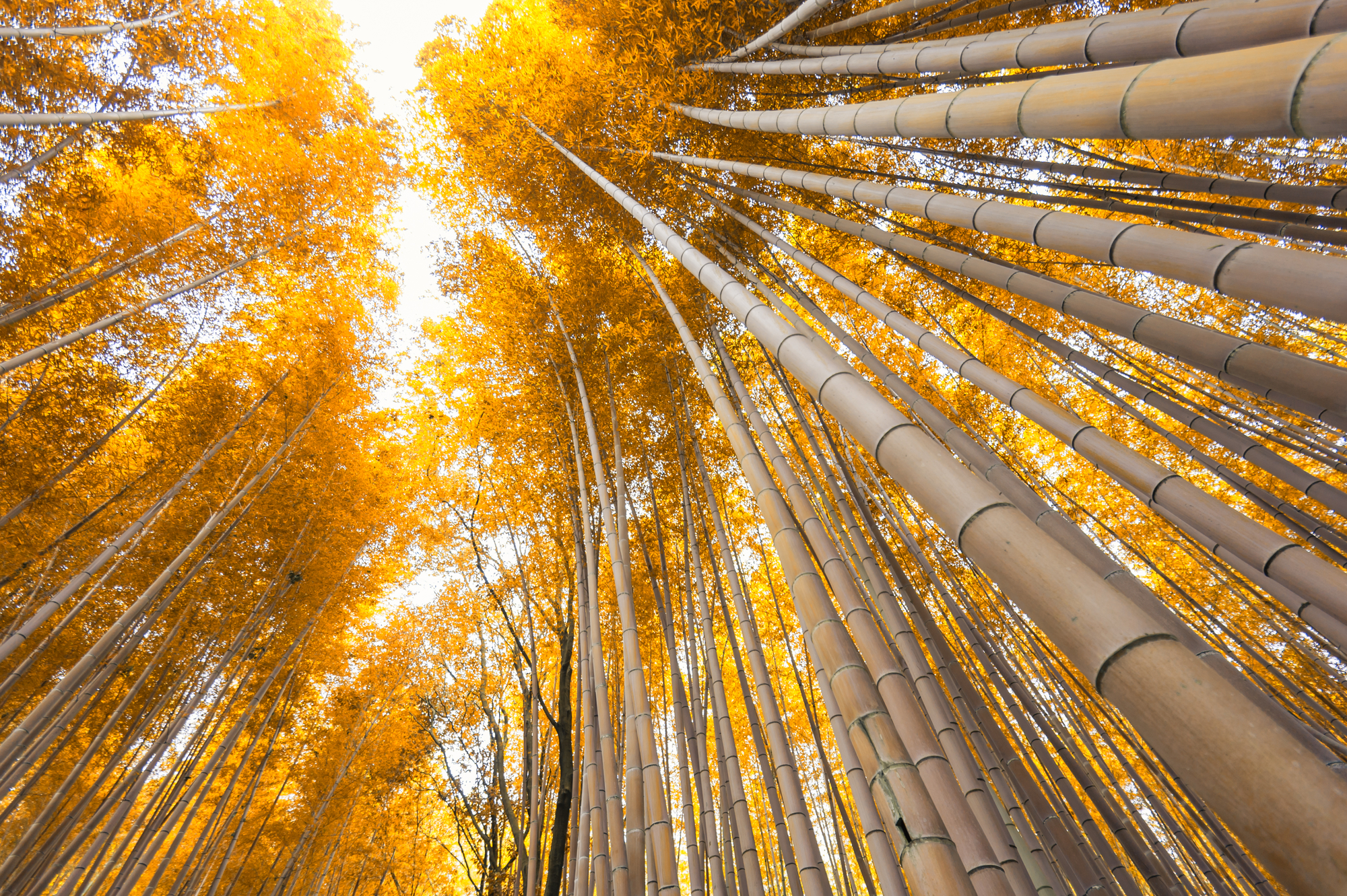 Розташування та особливості бамбукового лісу