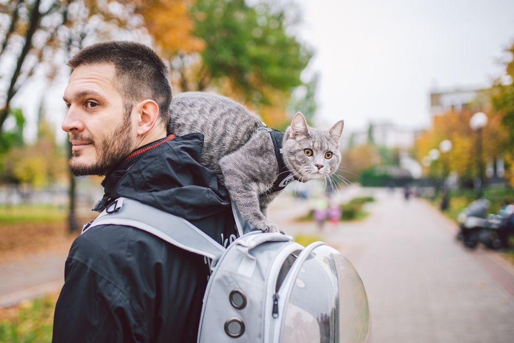 5 золотых правил для путешествия с кошкой