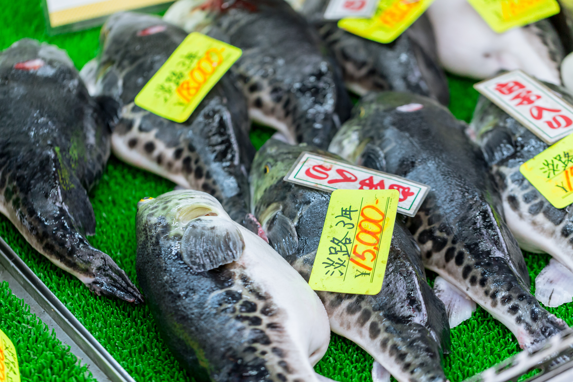 У Японії можна замовити суші з отруйною смертельною рибою