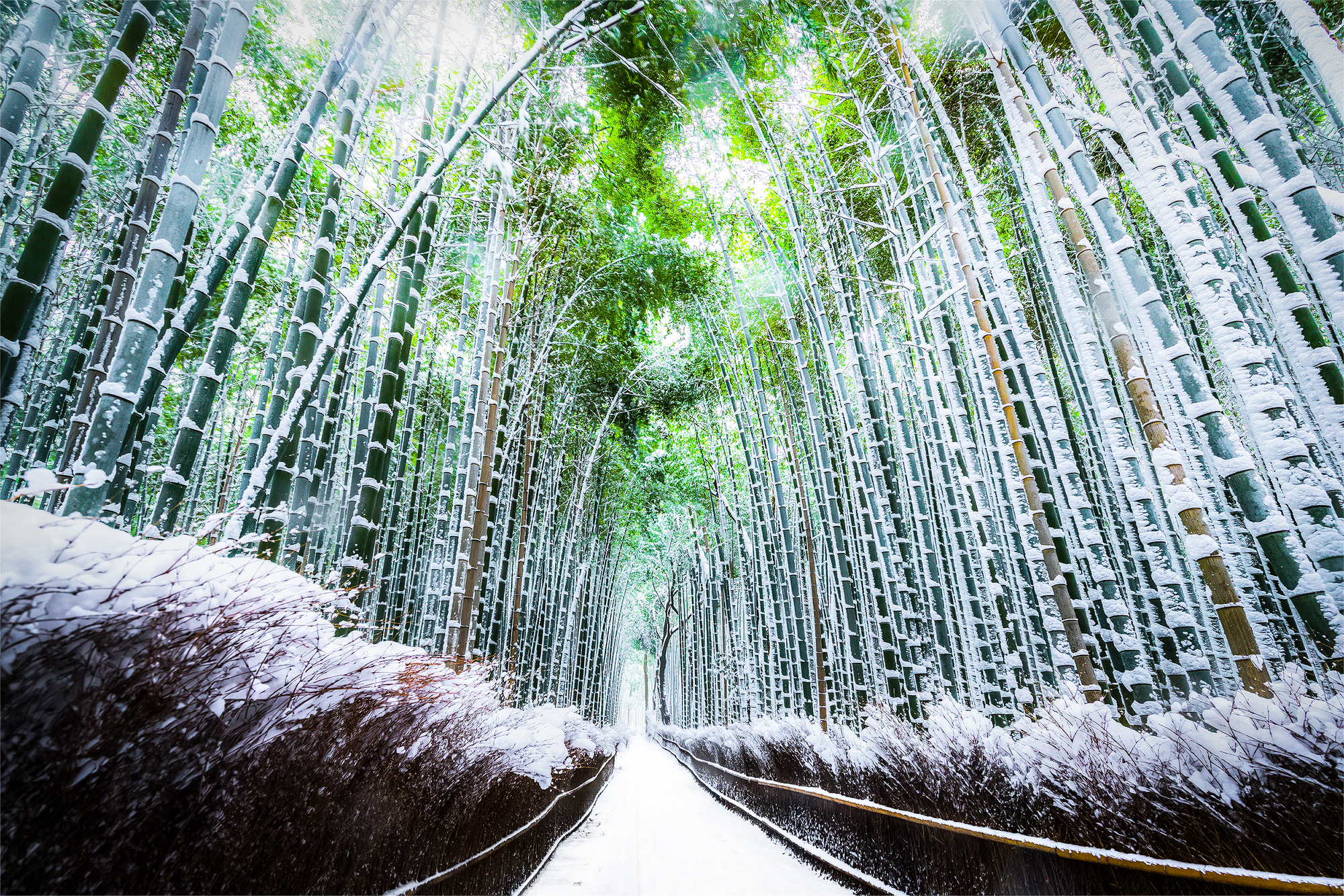 Захоплюючі прогулянки бамбуковим лісом
