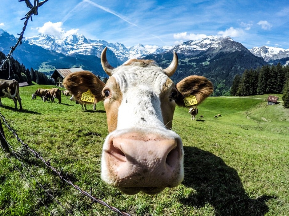 Поводження з альпійськими коровами