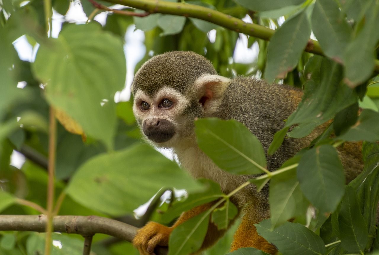 Лес обезьян в Убуде: Встреча с дикой природой